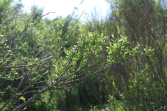 Salix vinogradovii