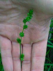 Carex sparganioides