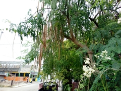 Moringa oleifera