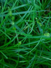 Carex sparganioides