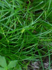 Carex sparganioides