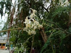 Moringa oleifera