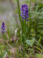 Polygala wolfgangiana