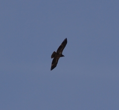 Haliaeetus leucocephalus washingtoniensis