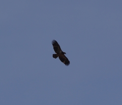 Haliaeetus leucocephalus washingtoniensis