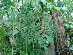 Moringa oleifera
