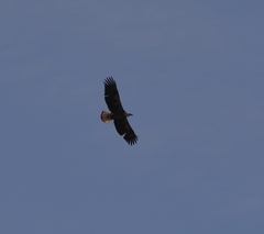 Haliaeetus leucocephalus washingtoniensis