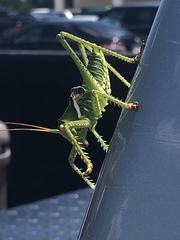 Neobarrettia spinosa