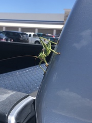 Neobarrettia spinosa