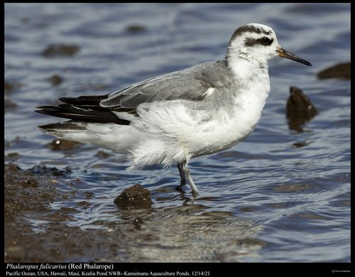 Phalaropus fulicarius observed 2016-12-14