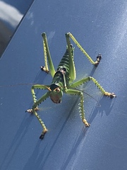 Neobarrettia spinosa