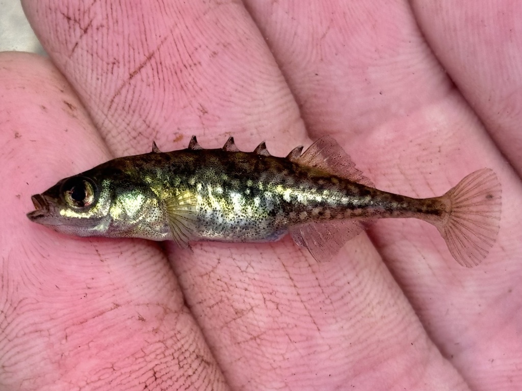 Brook stickleback (Culaea inconstans) — Gasterosteidae