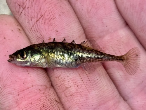 Brook Stickleback
