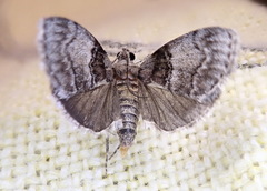 Pococera melanogrammos