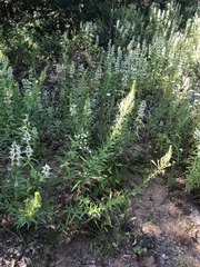 Oenothera rhombipetala