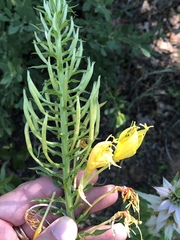 Oenothera rhombipetala