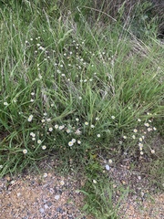 Erigeron tracyi