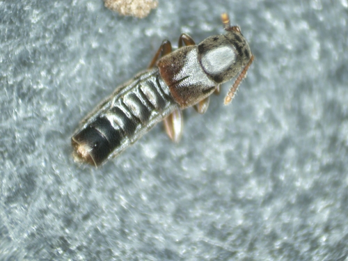 Leptusa pulchella