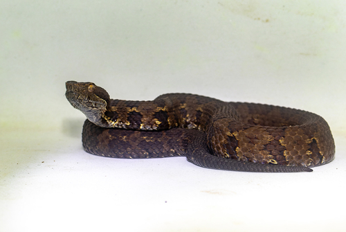 Cerrophidion petlalcalensis