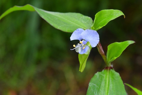 Commelina pallida (Commelina pallida)