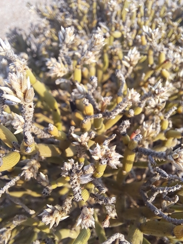 Image of Pencil Bush (Arthraerua leubnitziae) by (c) Noeleen du Toit, some rights reserved (CC BY-SA)