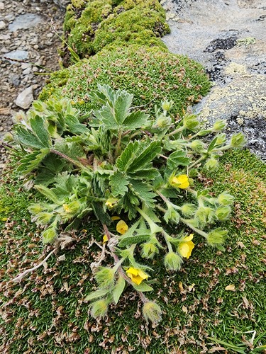 Potentilla frigida, photograph 3