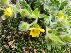 Potentilla frigida, photograph (c) Étienne Léveillé-Bourret, some rights reserved (CC BY)