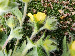 Potentilla frigida, photograph (c) Étienne Léveillé-Bourret, some rights reserved (CC BY)