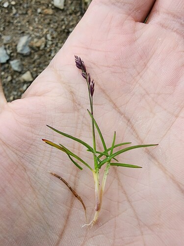 Poa laxa, photograph 4