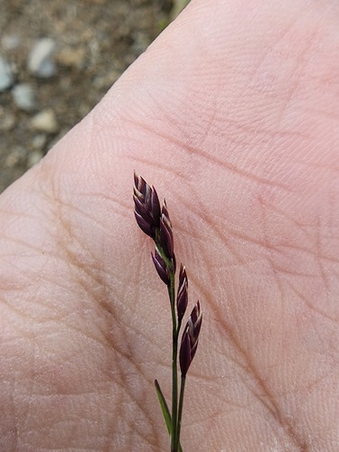 Poa laxa