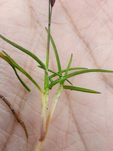 Poa laxa, photograph 3