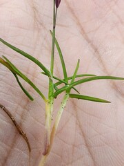 Poa laxa, photograph (c) Étienne Léveillé-Bourret, some rights reserved (CC BY)