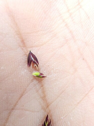 Poa laxa, photograph 2