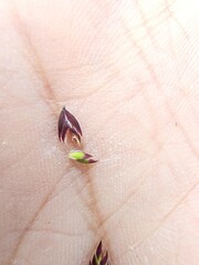Poa laxa, photograph (c) Étienne Léveillé-Bourret, some rights reserved (CC BY)