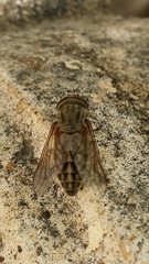 Tabanus autumnalis