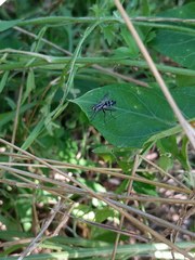 Vanderwulpia sequens