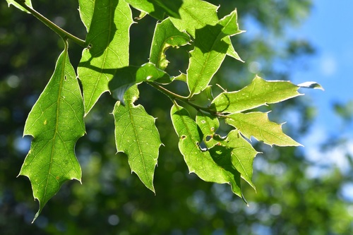 Quercus affinis