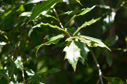 Quercus affinis, photograph 1