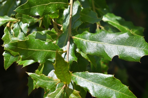 Mexican red oak (Quercus affinis)
