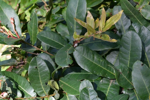 Quercus crispipilis