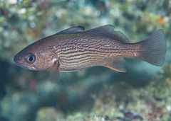 Galapagos Croaker photo 1