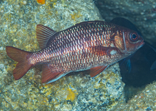 Tinsel Squirrelfish