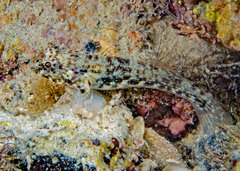 Southern Frillfin photo 3