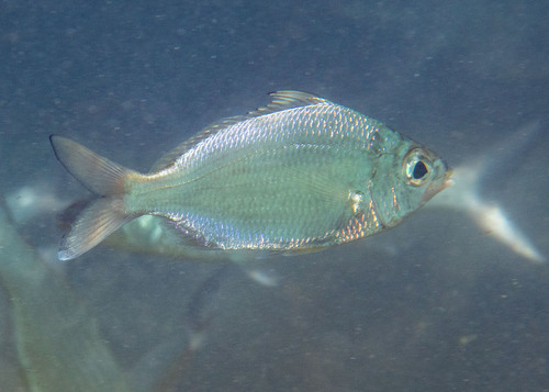 Dow's mojarra (Eucinostomus dowii) — Gerreidae