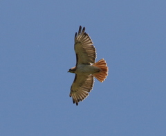 Buteo jamaicensis