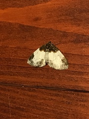 Mesoleuca albicillata