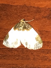 Mesoleuca albicillata