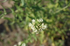 Anchusa ochroleuca
