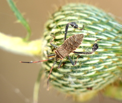 Leptoglossus phyllopus