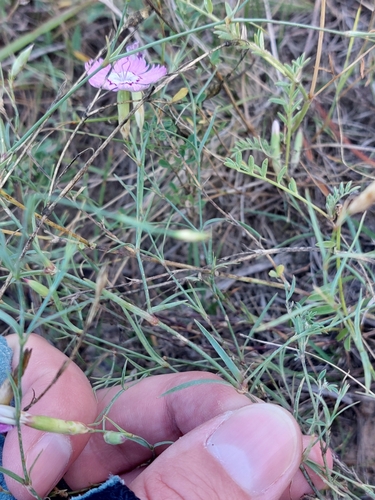 Image of Dianthus campestris by (c) Mykola Borysenko, some rights reserved (CC BY)